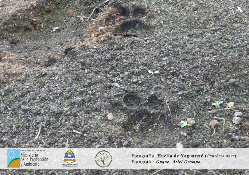 Registraron nuevas huellas de yaguareté en la reserva del Bañado La Estrella