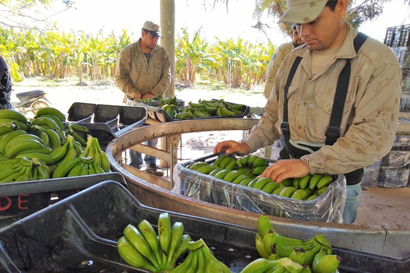 Continúan los aportes de los CEDEVA al Plan Alimentario Nutrir