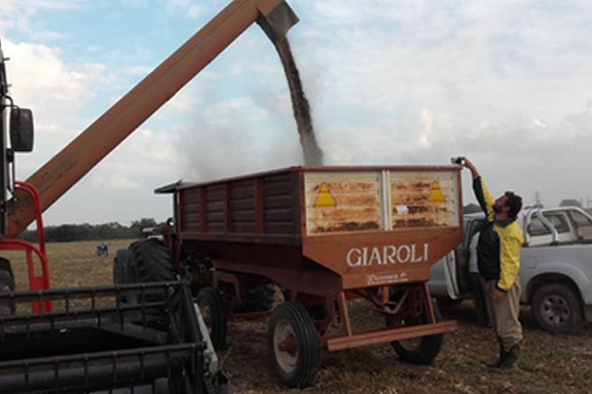 Cosecharon poroto negro en el CEDEVA de Laguna Yema