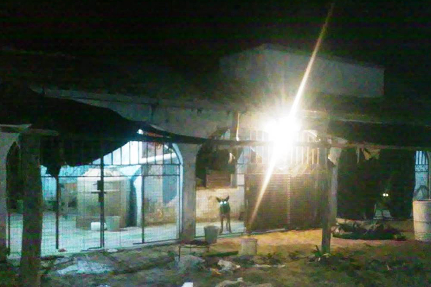 Una mujer resultó con graves lesiones tras ser atacada por sus 17 perros