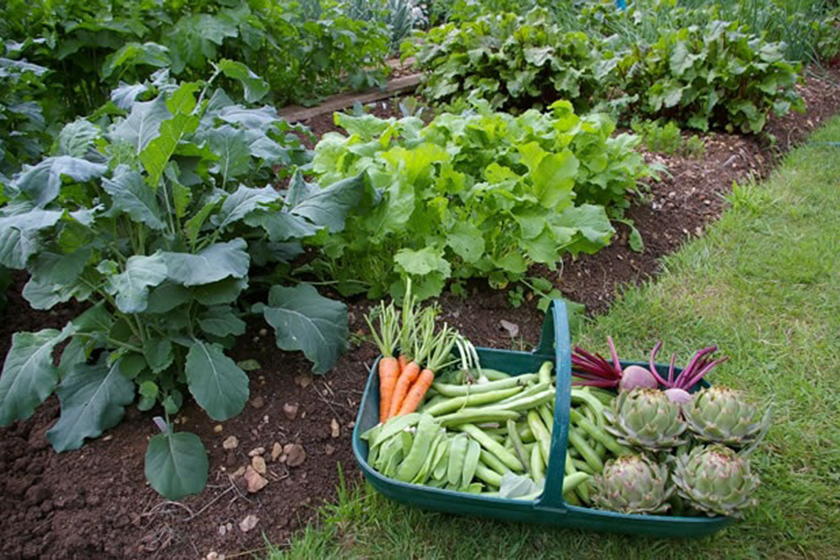 CIDAC “Eva Perón” lanza capacitación sobre huerta domiciliaria