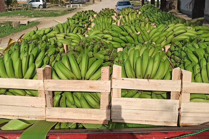 Desde marzo, un promedio diario de nueve camiones trasladan bananas desde Naineck al país