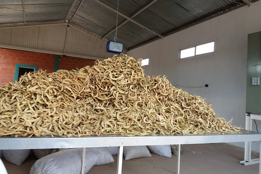 Ya están para certificación de Bromatología tres productos a base de harina de algarroba