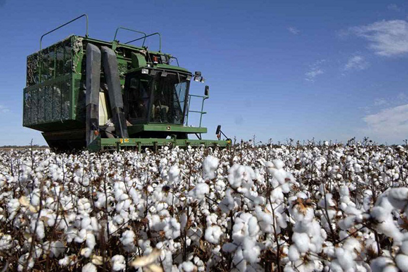 Algodón: Precios de referencia fijados por Formosa son los mejores de la región