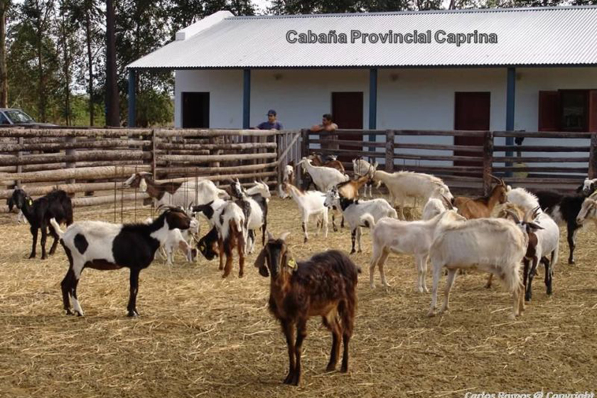 CEDEVA entregó animales de excelente genética a productores de la zona oeste