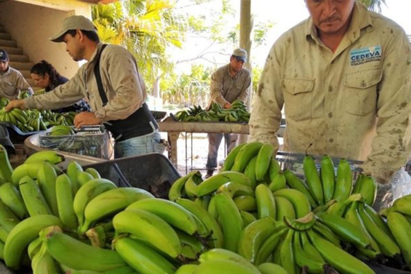 Continuos aportes de los CEDEVA al Plan Alimentario Nutrir
