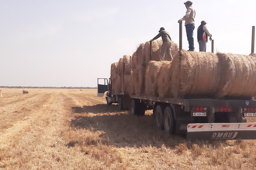 Destinan rollos de pasturas para los pequeños productores del Oeste