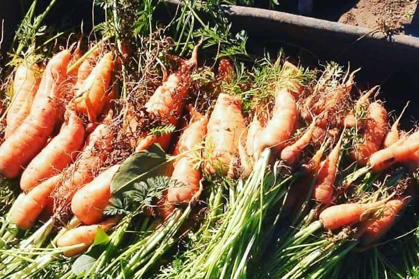 Se completó el primer cargamento de 500 kg. de zanahorias de paipperos de Riacho He Hé al Plan Nutrir