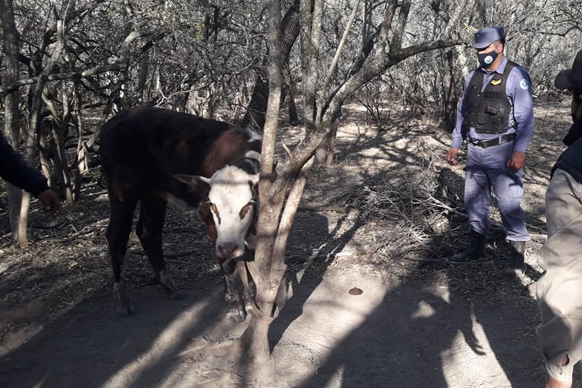 La Policía desarticuló una banda de abigeos y secuestró 25 animales vacunos