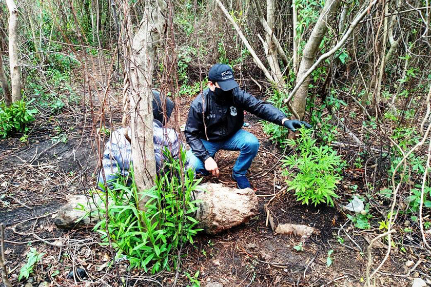 Secuestran un total de 36 plantines de marihuana en Pirané y Laguna Blanca