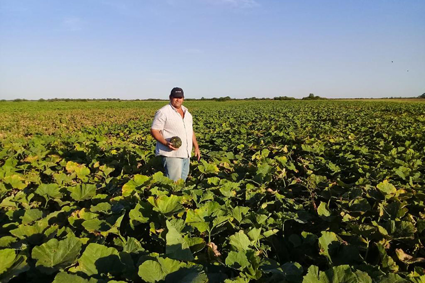 Las Lomitas: en diez días se espera la cosecha importante de sandías