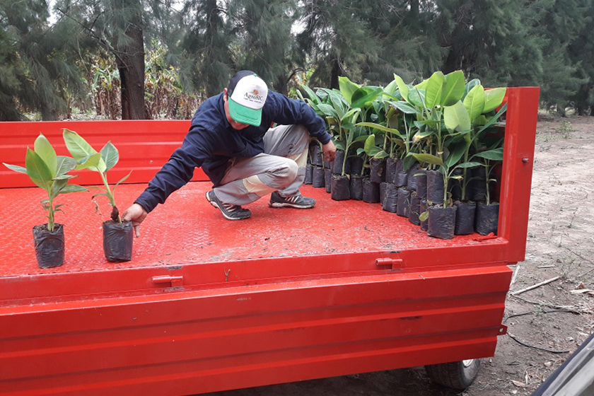 Cedeva: inicio a la entrega de vitroplantas de banana