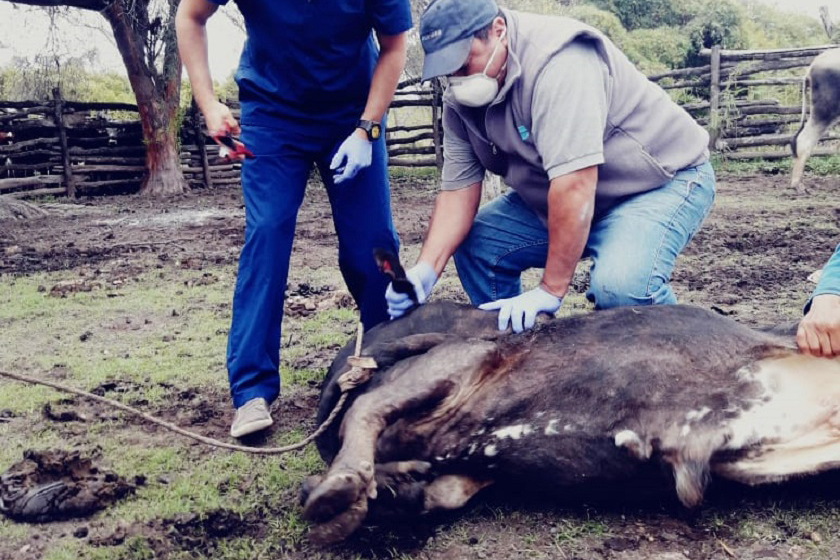 Finalizaron muestreos serológicos para evaluar inmunidad de bovinos contra la fiebre aftosa en Chaco y Formosa