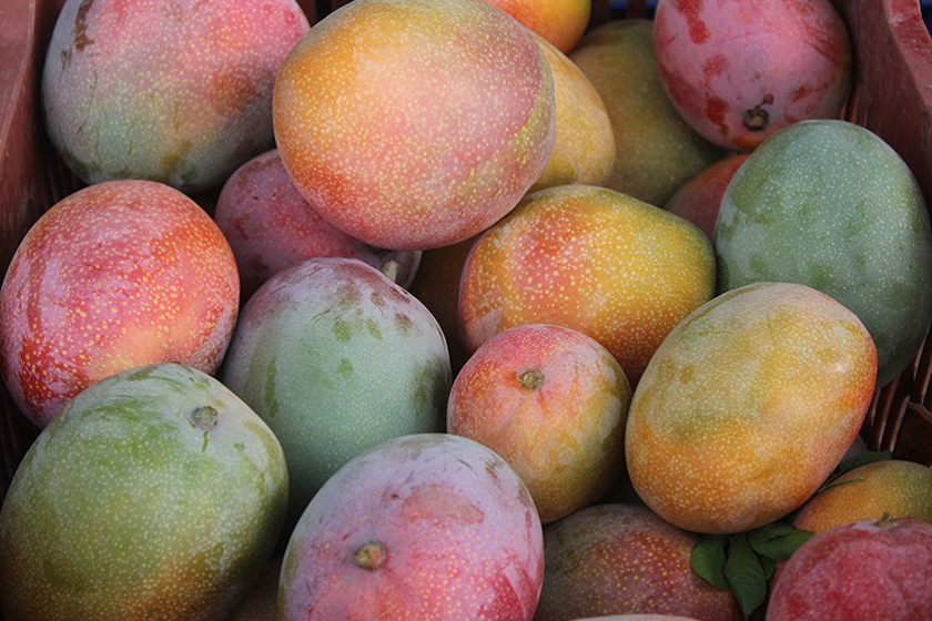 Partieron cargamentos de mangos y frutas tropicales a los principales mercados del país