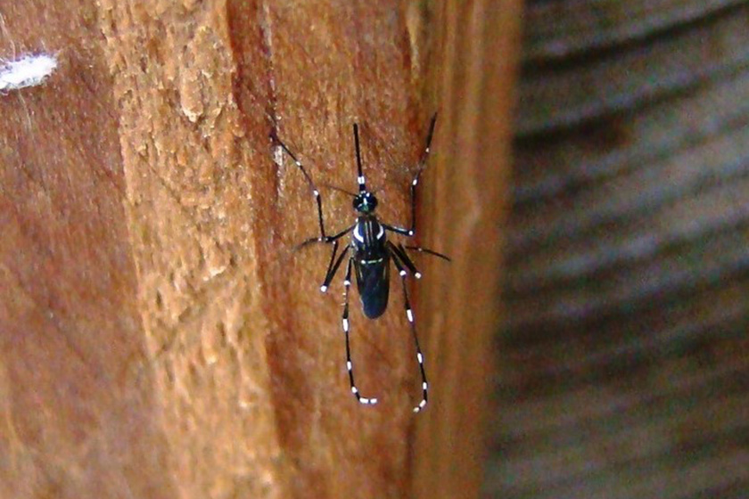 Llaman a “no bajar los brazos” contra el dengue en Formosa