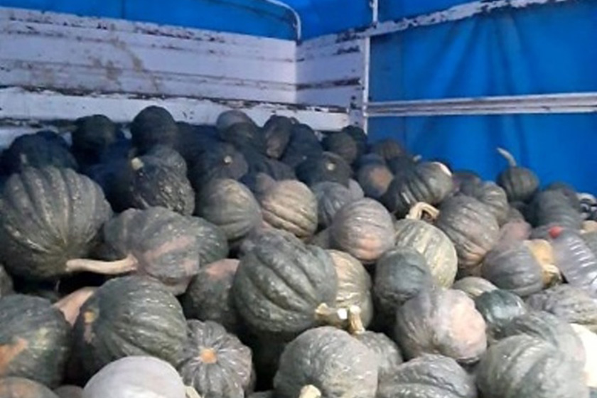 Cedeva destinó un cargamento de zapallos al plan Nutrir