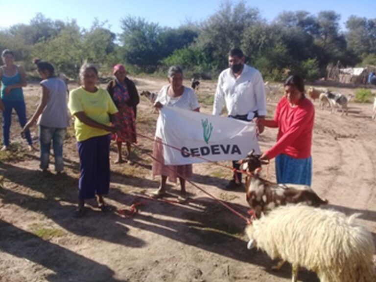 CEDEVA entregó reproductores ovinos y caprinos a pequeños productores