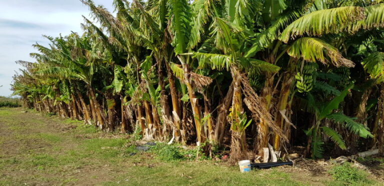 Laguna Naineck: “Las heladas han impactado en los bananales”