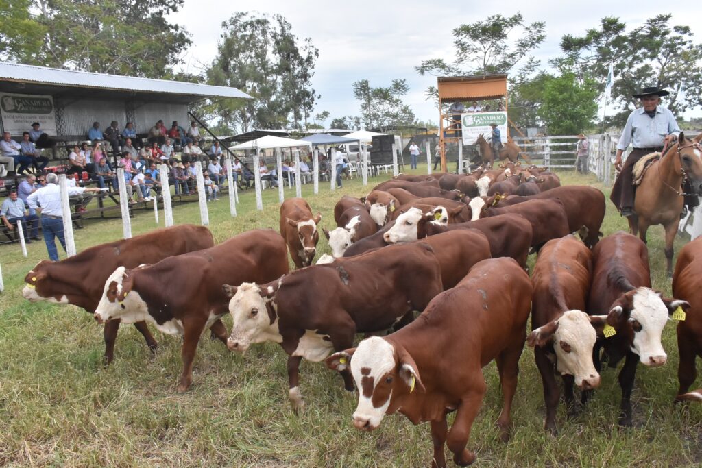 Destacan el crecimiento exponencial de la ganadería formoseña y la genética de los rodeos