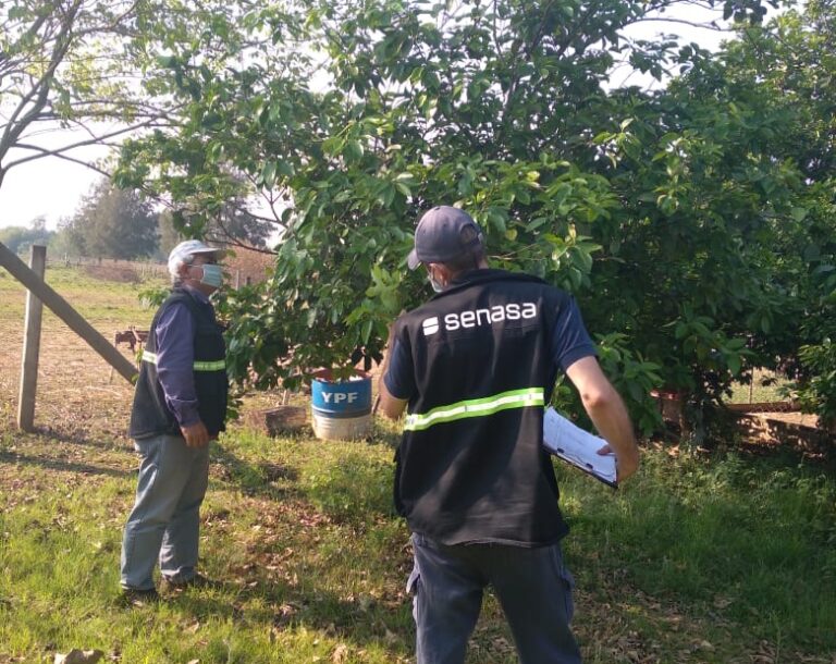 SENASA: Acciones de vigilancia fitosanitaria en prevención del HLB