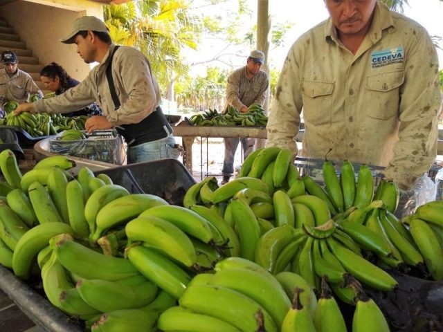 Entregarán más de 130 mil vitroplantas a pequeños productores de áreas bananeras en la provincia