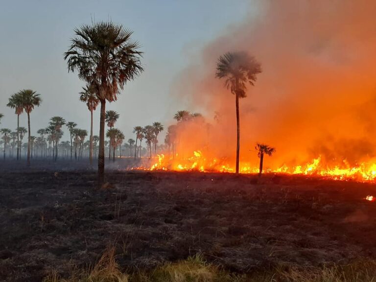Parque Nacional Río Pilcomayo: se registran nuevos incendios intencionales