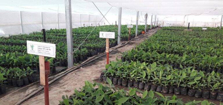 El desarrollo de los plantines in vitro de cultivo de banano de CEDEVA en Ceibo Trece