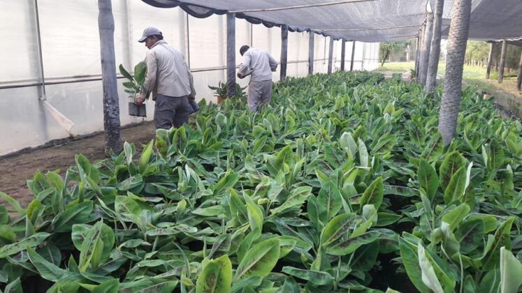 Destacan el permanente acompañamiento del Gobierno provincial a los productores bananeros