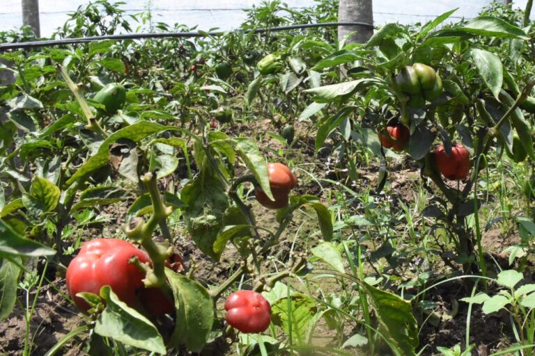 Lluvias recientes benefician al sector productivo de la provincia