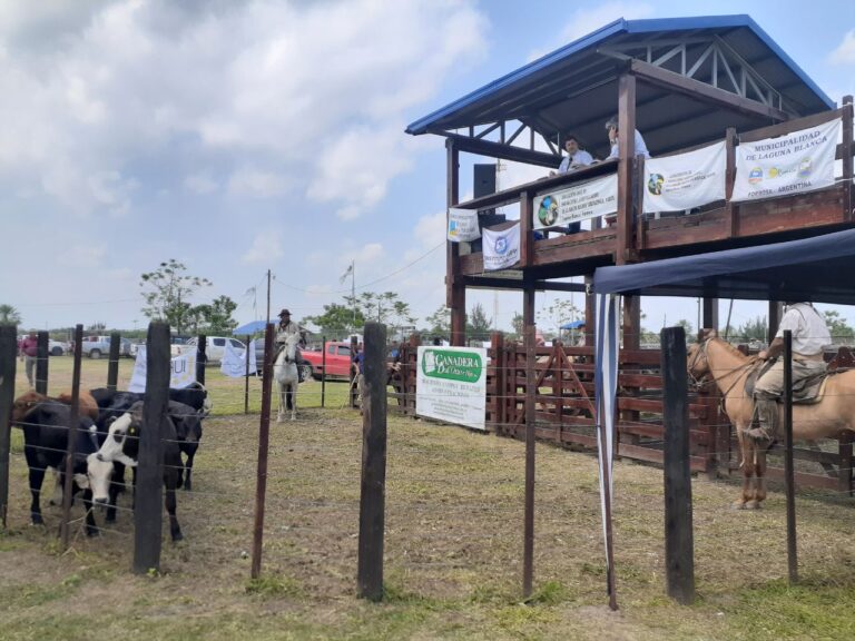 PAIPPA: El remate ganadero en Laguna Blanca fue todo un éxito