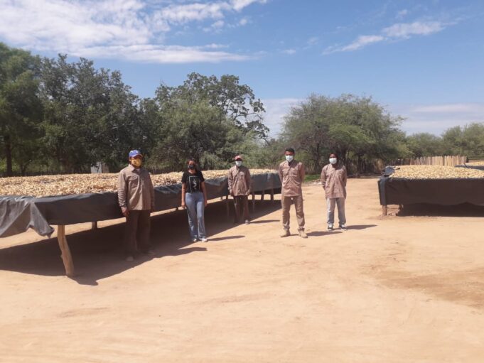 Ya salieron más de 2 mil kilos de harina de algarroba de El Quebracho