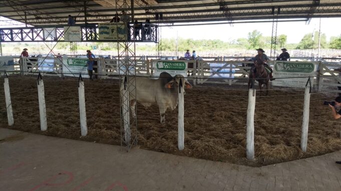 Brahman: Exitoso remate de toros con evaluación a campo