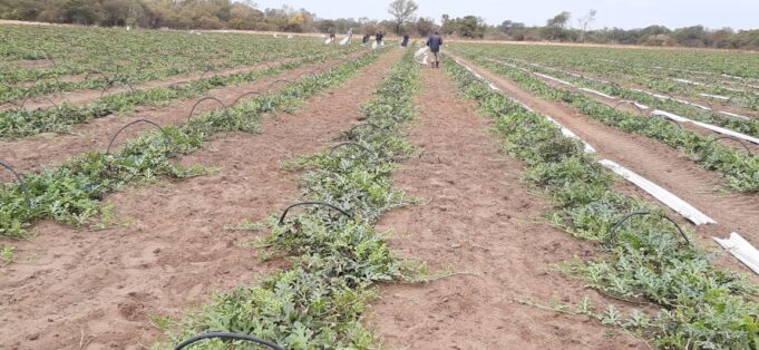 Quintana celebró las condiciones climáticas que favorecen a los productores locales