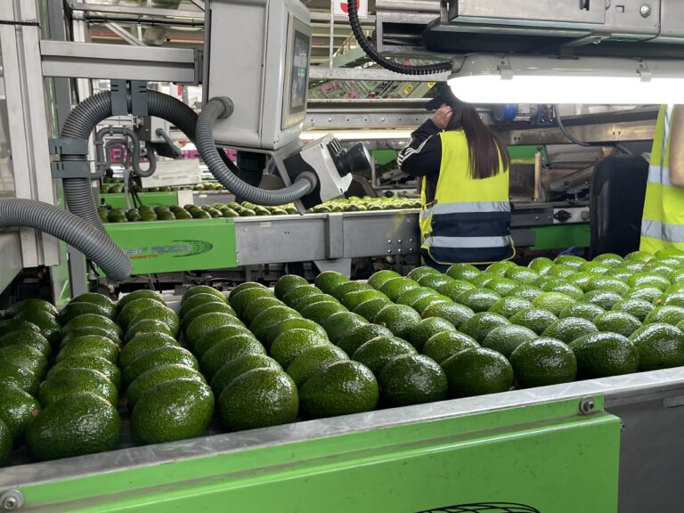 Empaque de un cargamento de paltas para la Unión Europea