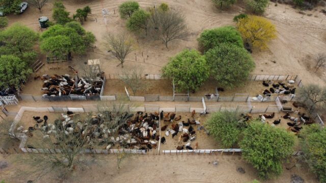 En Puerto Irigoyen “los productores quedaron muy contentos” luego de la venta directa de hacienda