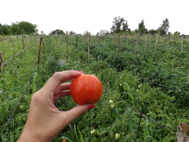 Cucurbitáceas, horticultura, maíz y tomate: algunos de los cultivos que cuentan con el acompañamiento del Gobierno de Formosa