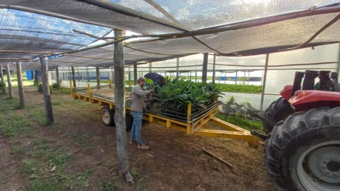 El CEDEVA Ceibo 13 entregó vitroplantas de banano a productores