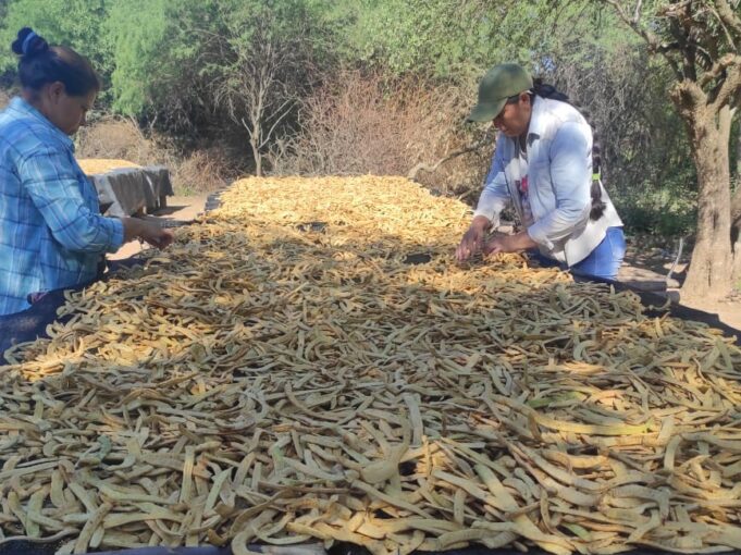 En el oeste avanza el proceso para producir harina de algarroba