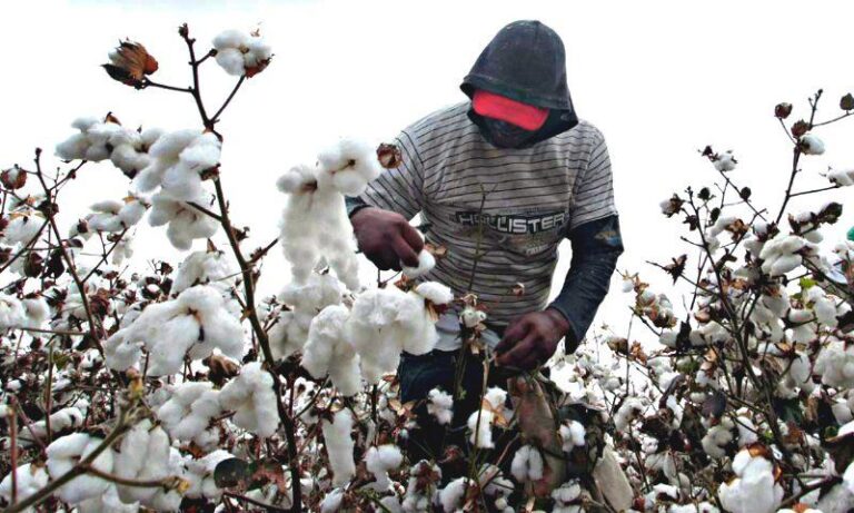 Empezaron las primeras cosechas de algodón en Formosa y ya están fijados los precios por tonelada