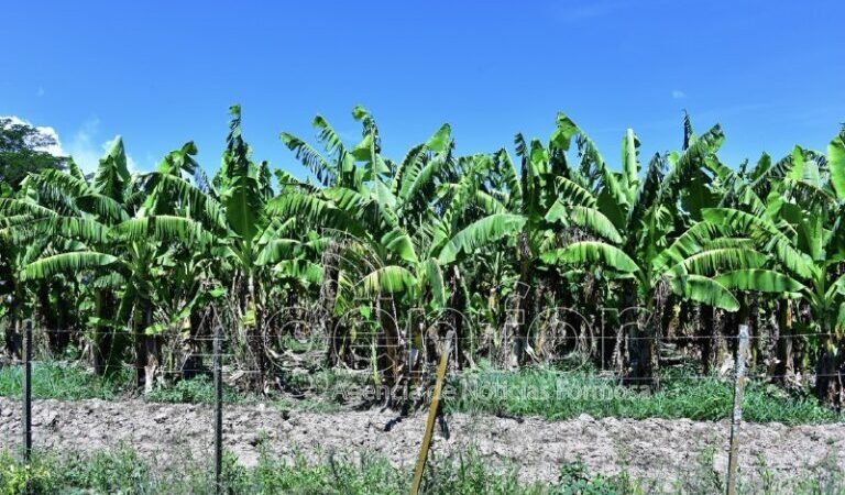 Pronostican “muy buen volumen de producción” en Laguna Naineck
