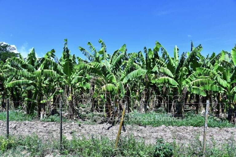 Pronostican “muy buen volumen de producción” en Laguna Naineck