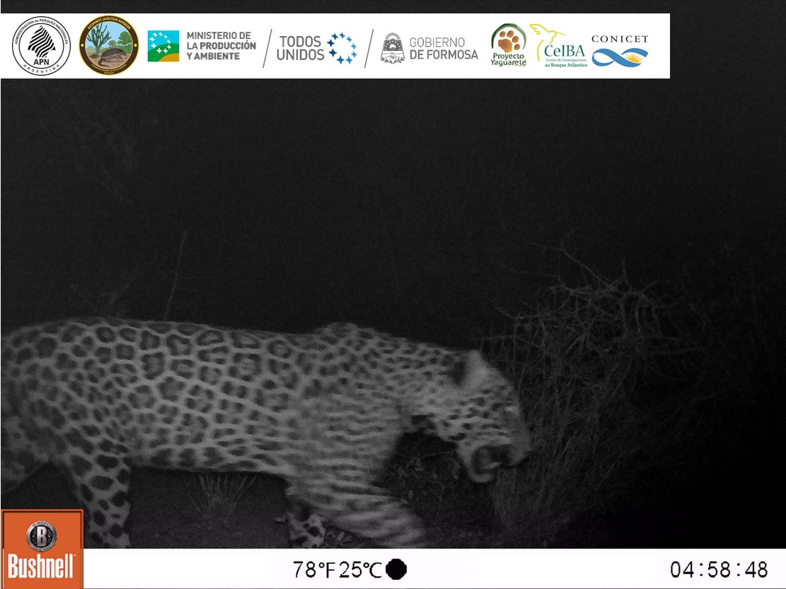 Se confirmó la presencia de un yaguareté macho en la Reserva Natural Formosa