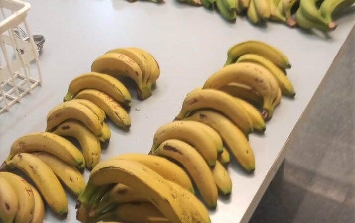 Realizarán en Laguna Naineck un taller sobre alternativas de valor agregado en banana
