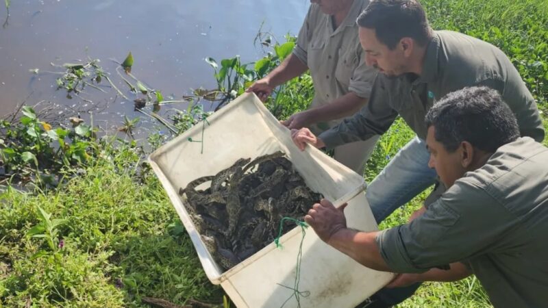Se realizó liberación de yacarés en Herradura