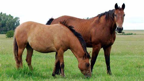 COPROSA confirmó el primer caso positivo de encefalomielitis equina