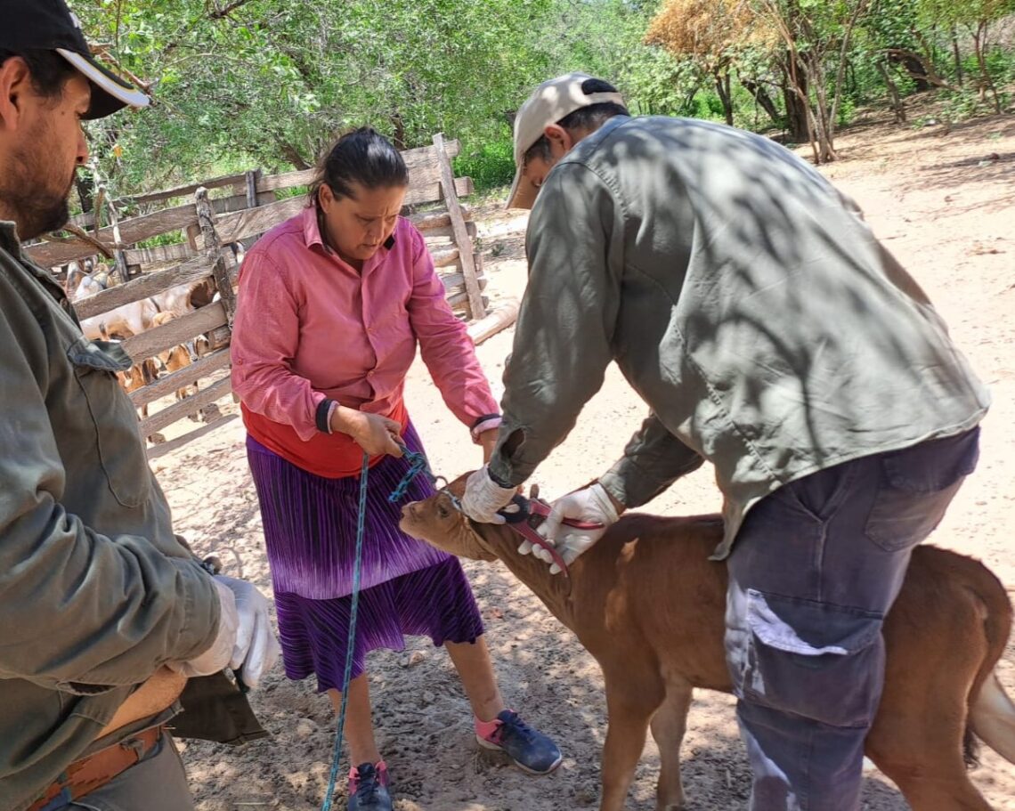 Laguna Yacaré: Trabajo coordinado del Gobierno provincial en sanidad animal, con vacunación de hacienda