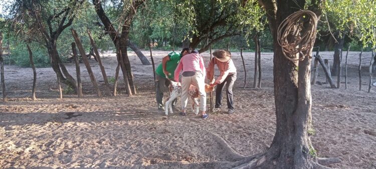 Abordaje interinstitucional de brote de rabia paresiante en paraje Cacique Sumayén