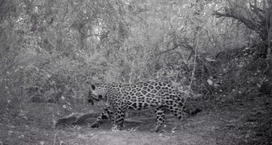 Nuevo registro fílmico de yaguareté en la Reserva Natural Formosa