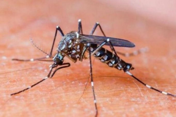 Continúan en descenso los casos de dengue detectados en la provincia de Formosa