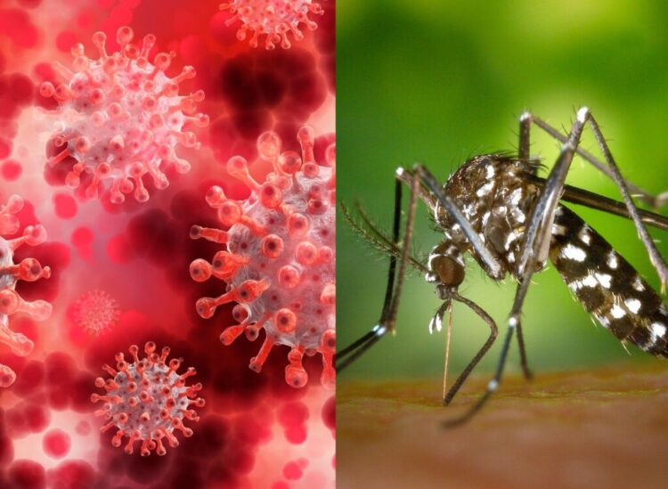Dengue y COVID en Formosa: “En ambos casos estamos muy bien”, aseguró Gómez